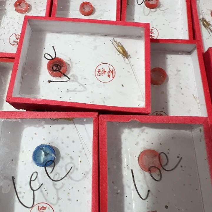 l***e随单3只大黄龄合适