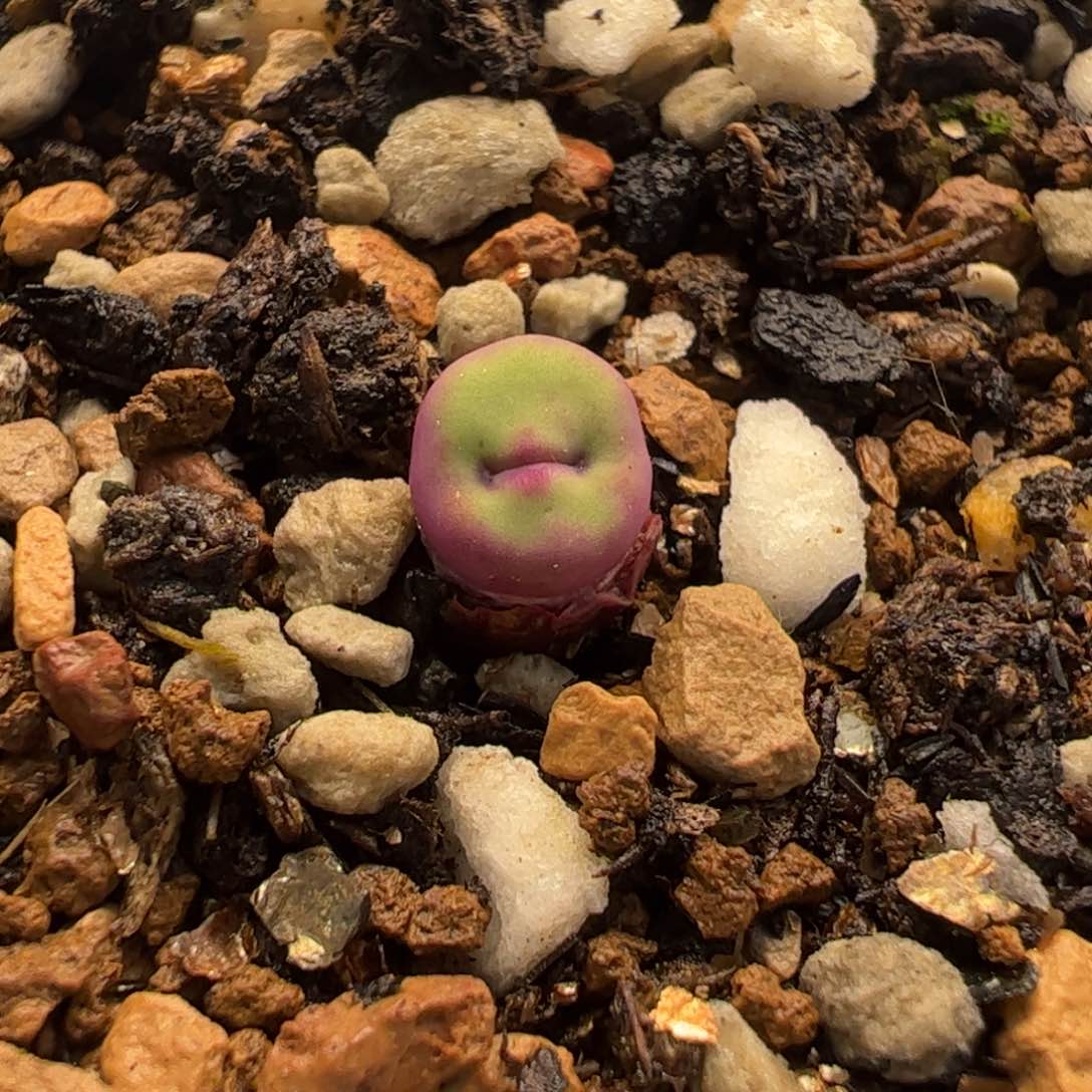 045多肉植物组合