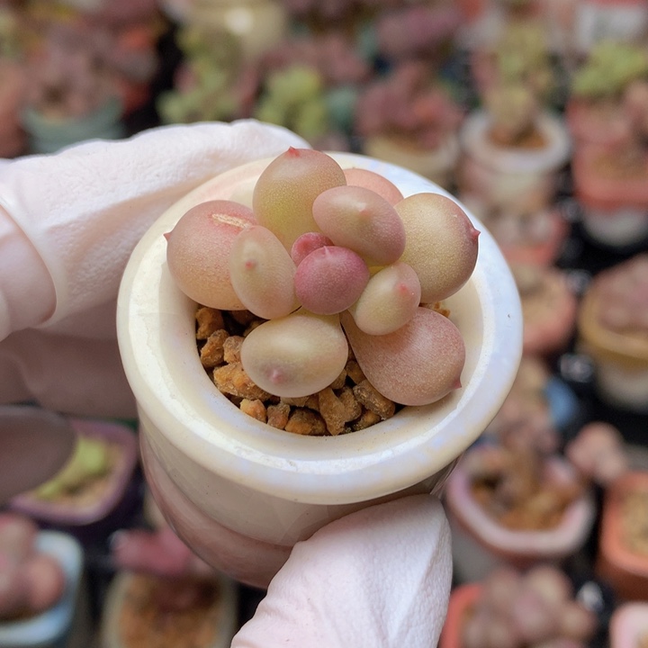 030 萤火虫 小灯笼 上色中