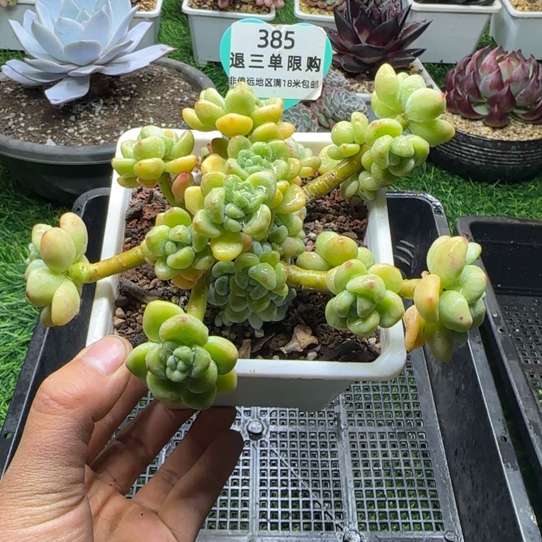 解忧多肉植物编号385
