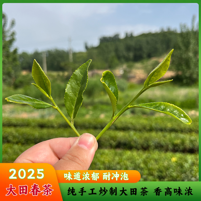 25年日照绿茶 大田茶 味道浓郁 沙口足 耐冲泡  口粮春茶