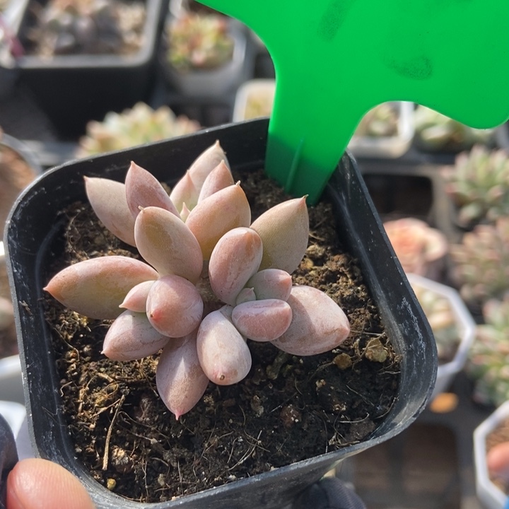 778哥特多肉植物保护