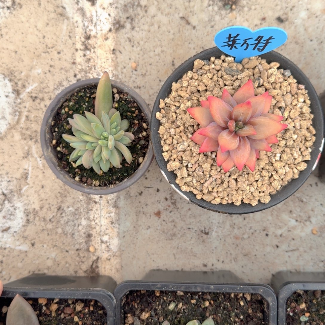 莱万特 叶插  一物一拍