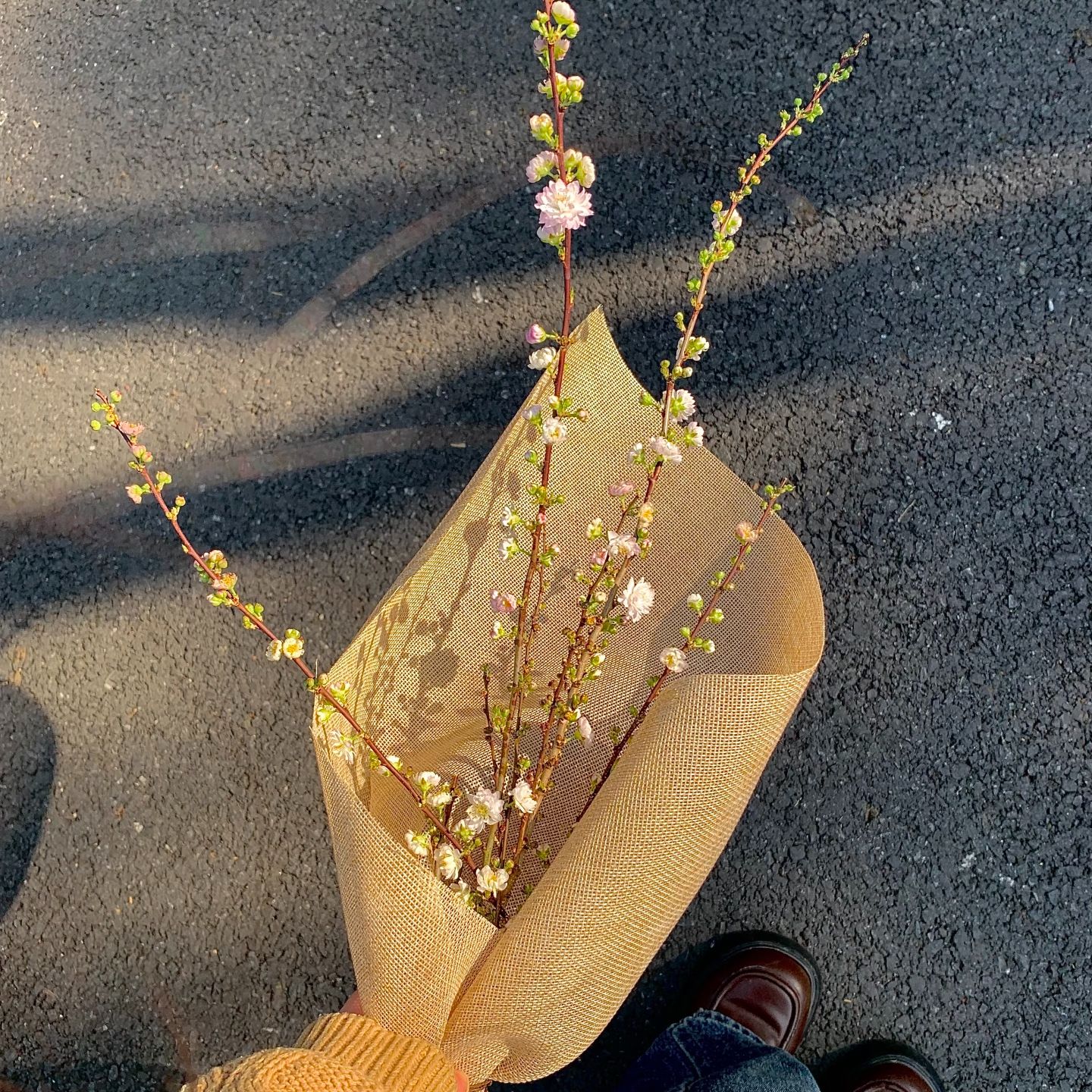 【买一送一】珍珠李  遇水开花 懒人植物好养耐养 云南鲜花家养水养