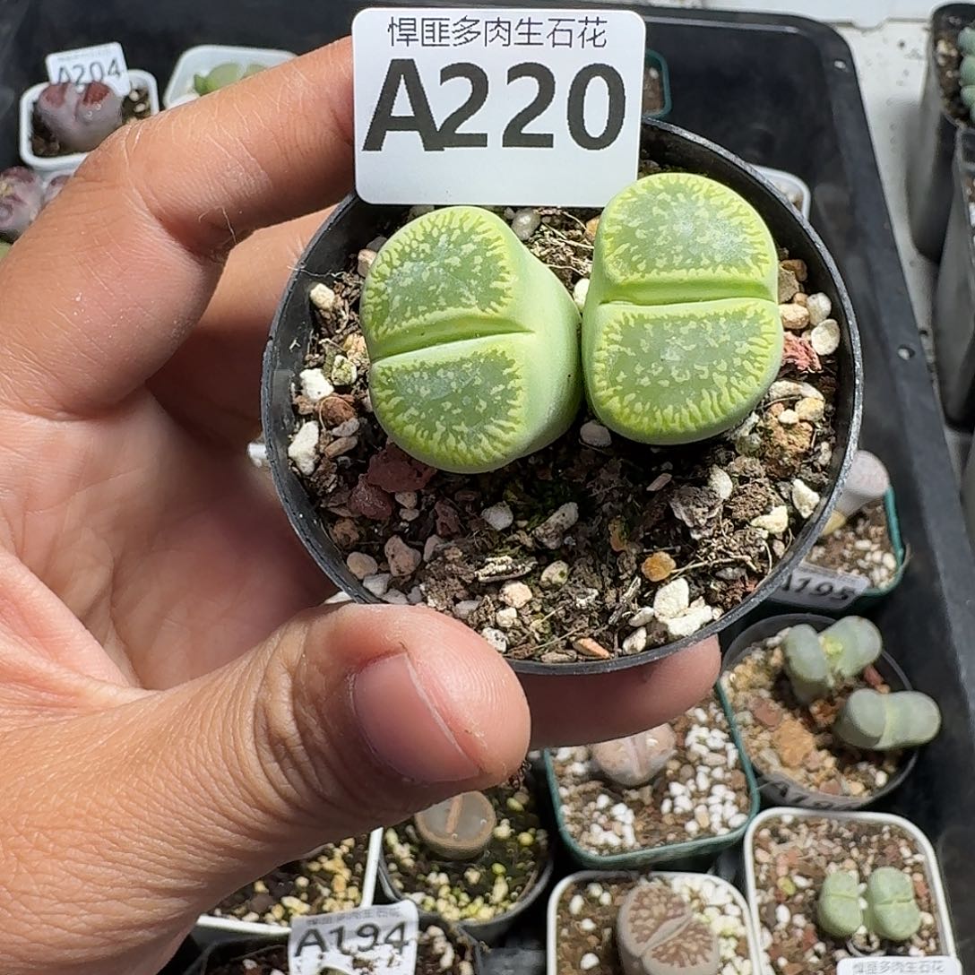 220多肉植物多肉植物