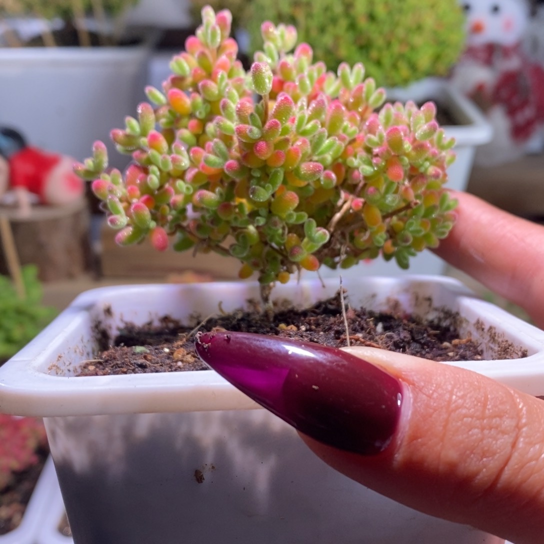 冰糖带盆土发货一物一拍