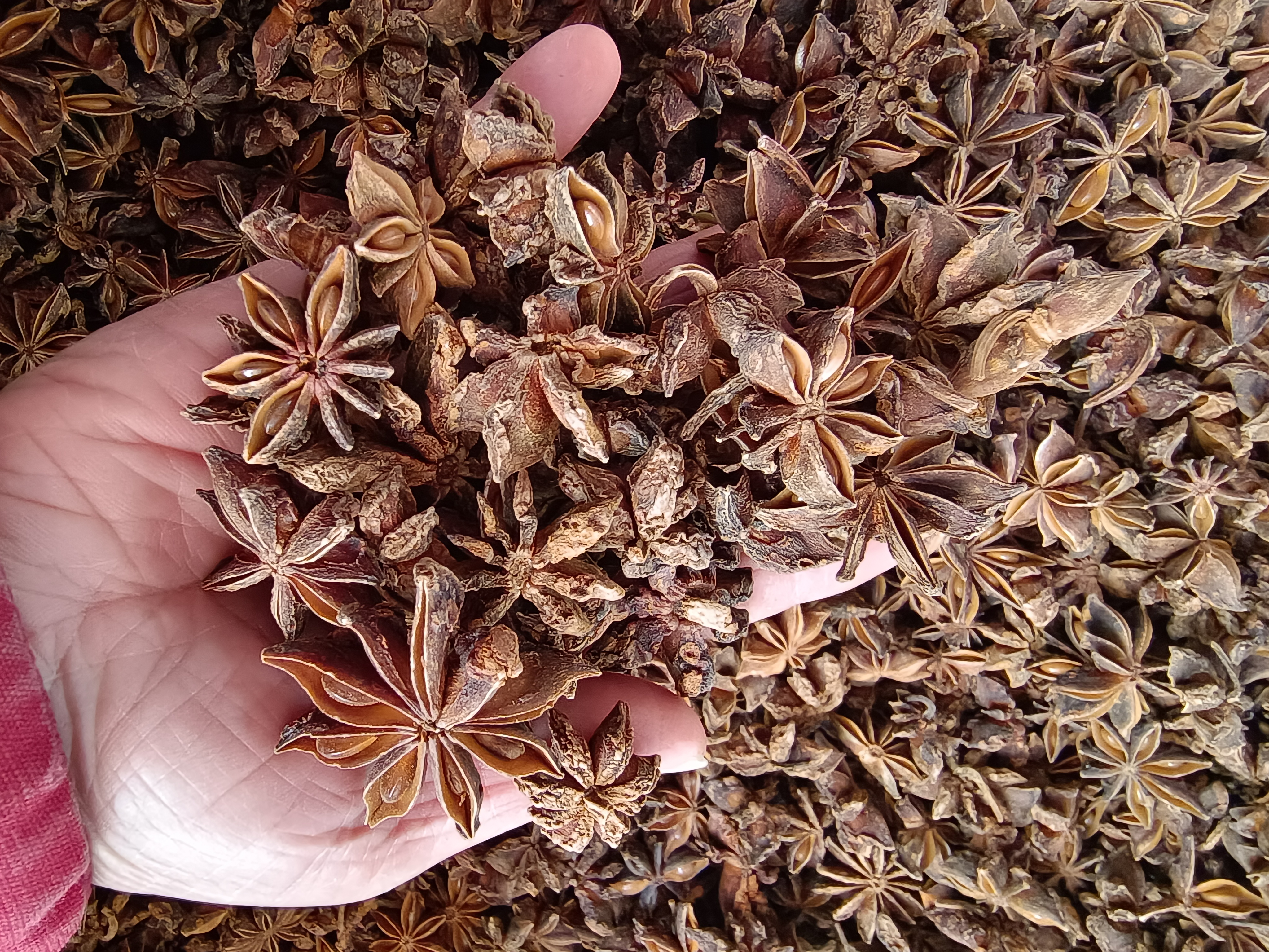 广西八角秋果大果无硫