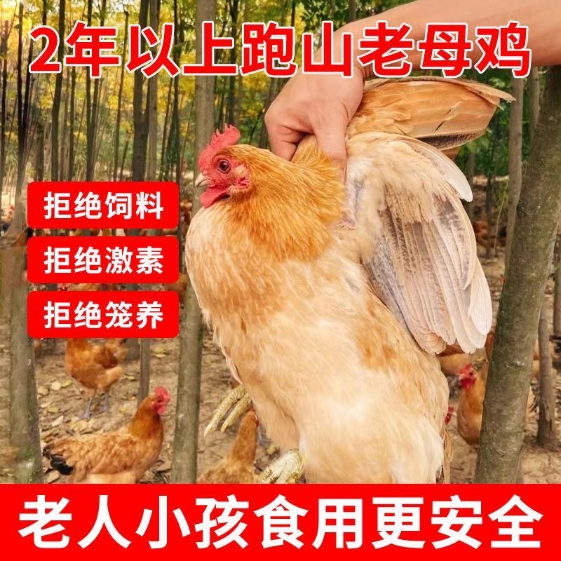 农家散养脆皮老母鸡毛重4-5斤 1年半果园放养 熬汤炖汤老母鸡 现点现宰深圳跑腿1-3小时送全城