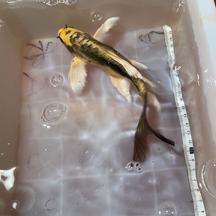 向***！蝴蝶鲤鱼渔场直发24