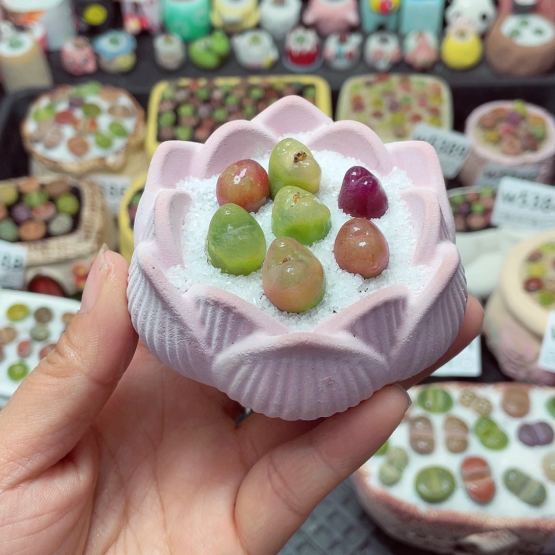 w5394 带盆土发货-零下地区拍保温箱