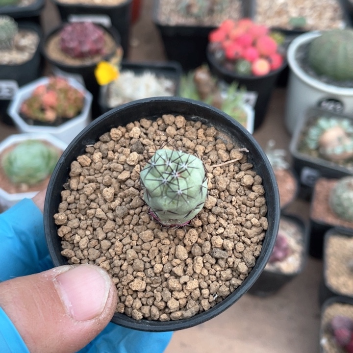 594帝王丸仙人球