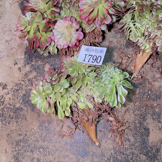 790荔枝坠嫁接的多肉植物