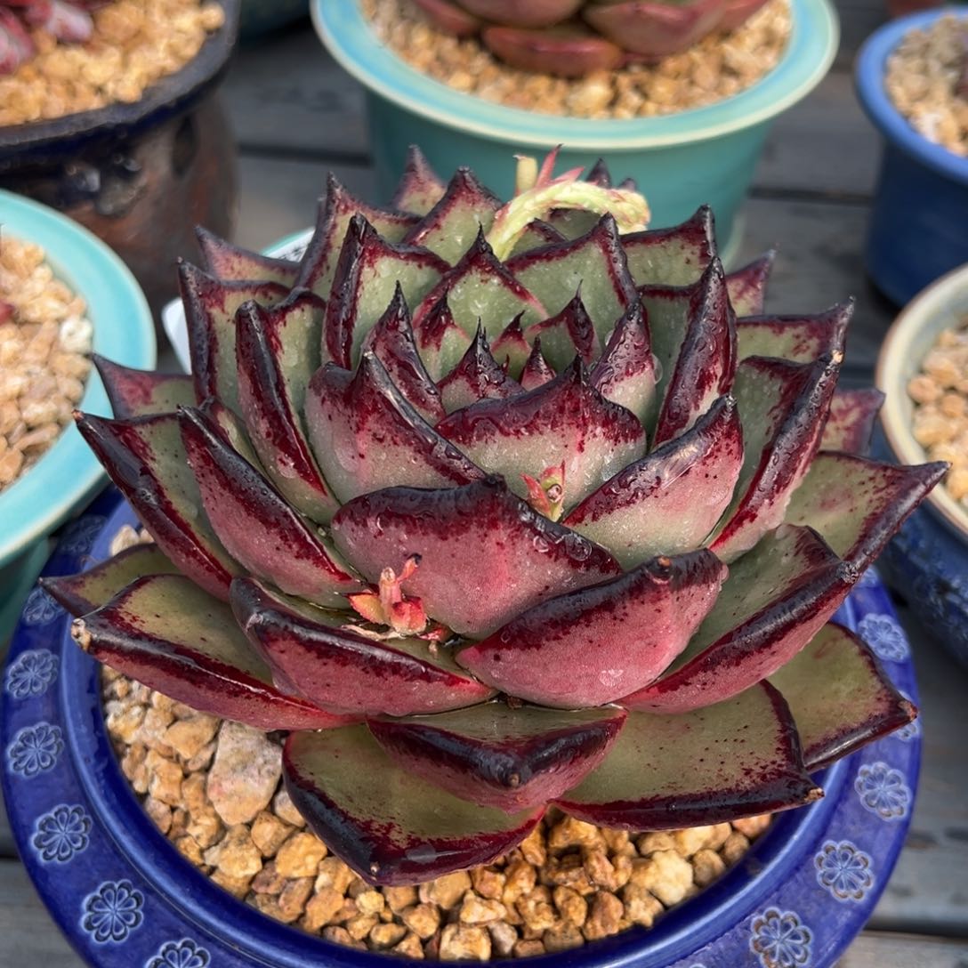 从前慢多肉精选编号0221.199