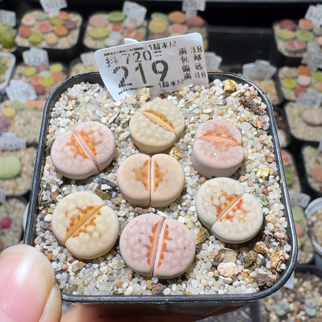 寒***梅Sss精品清仓便宜219