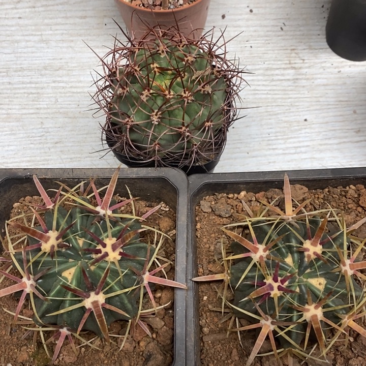 静***乐宽刺日出两颗茜云