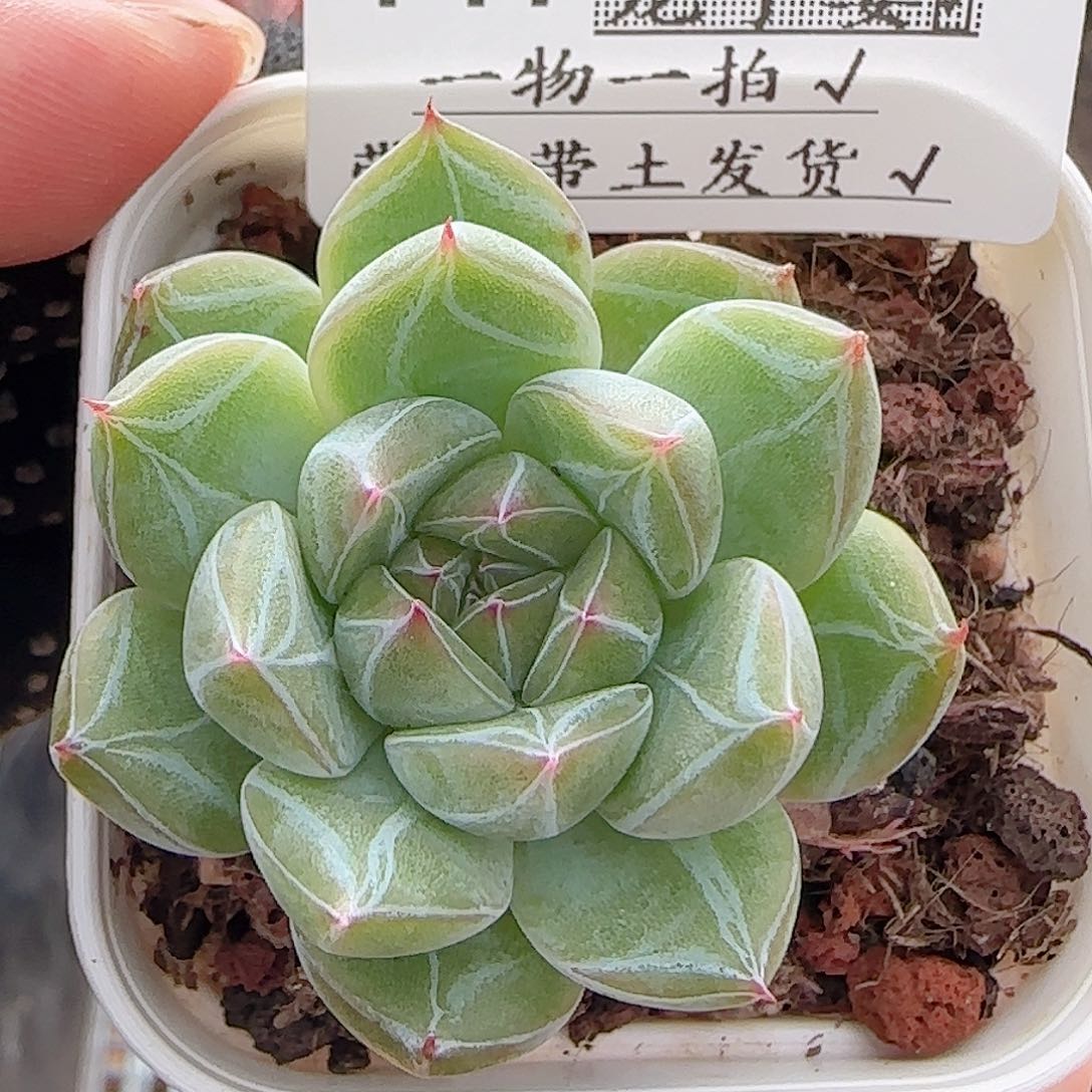 多肉0710-141雪花珍妮