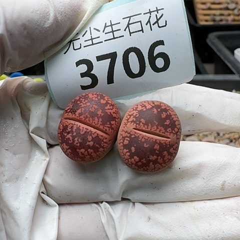 3706，火印日轮组合脱土发货