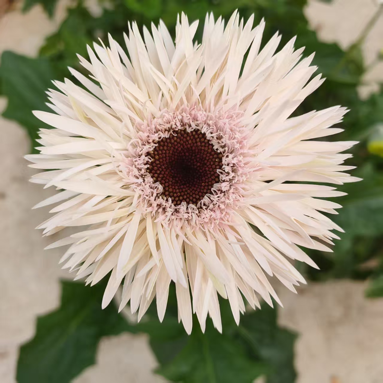 云南高杆非洲菊【菲羽+大花型】带花和花苞1加仑盆发货