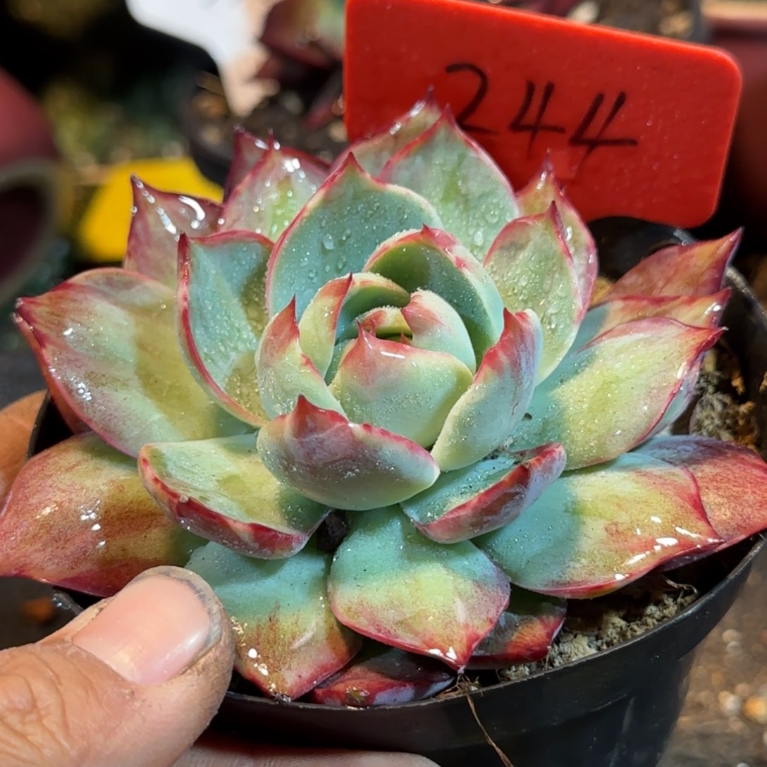 惊鸿一物一拍包装收缩花旱244