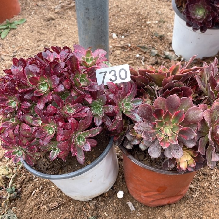 730多肉植物组合无售后
