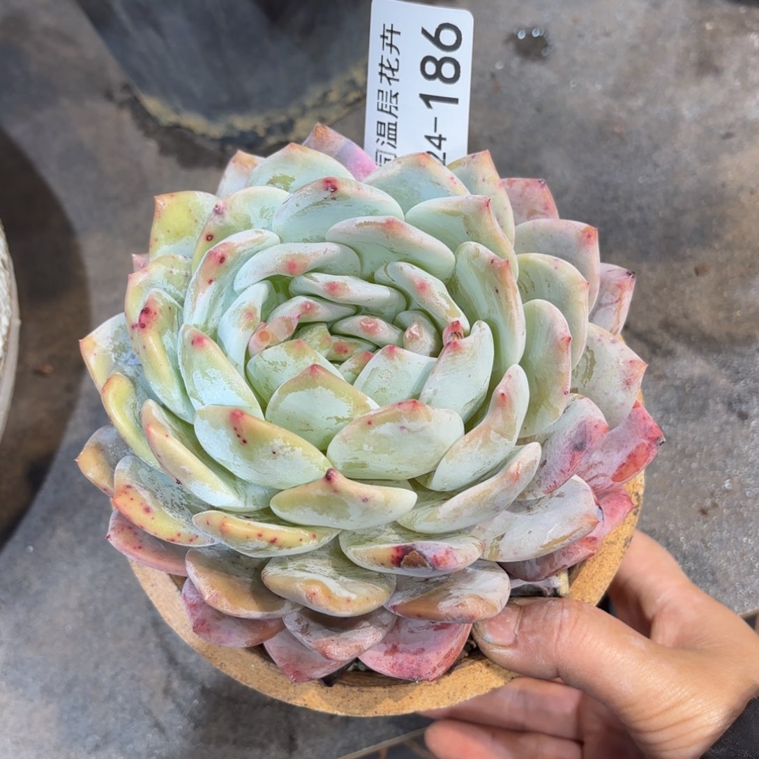 同温层多肉雪天使186