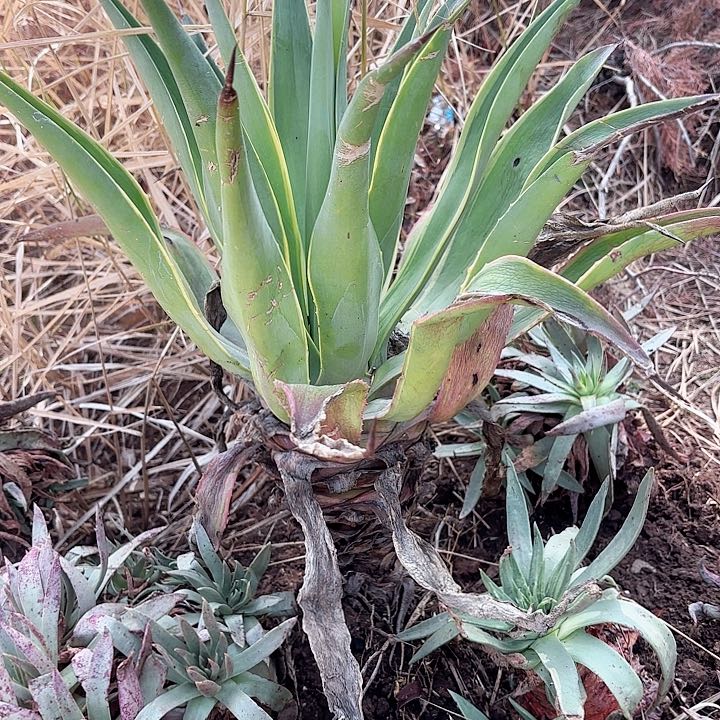 总****乎仙女杯多肉植物