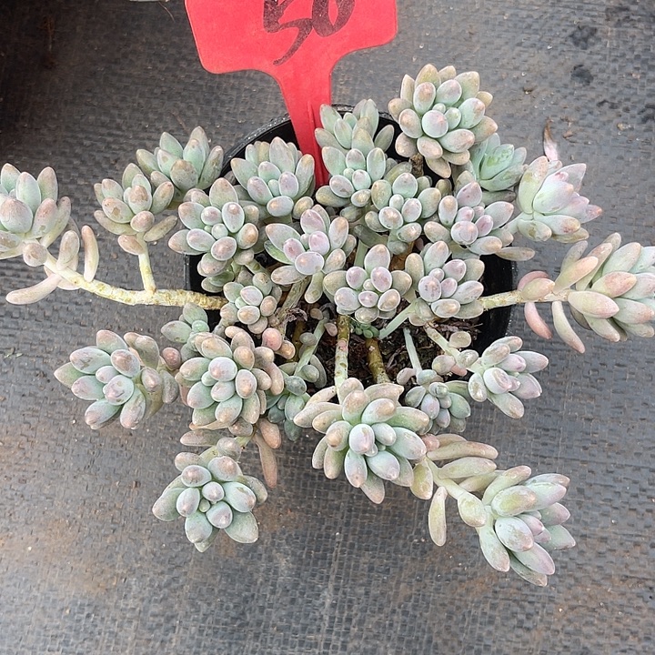 晨语多肉，一物一拍星黛露50