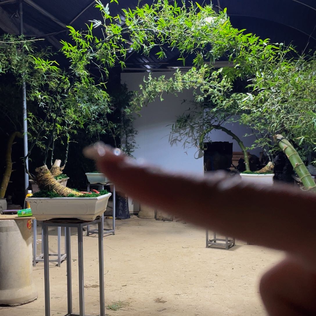 美***峰无花朵小叶簕竹熟桩陶瓷盆一物一拍