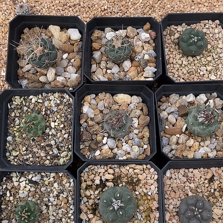 福利九个一组带盆发货