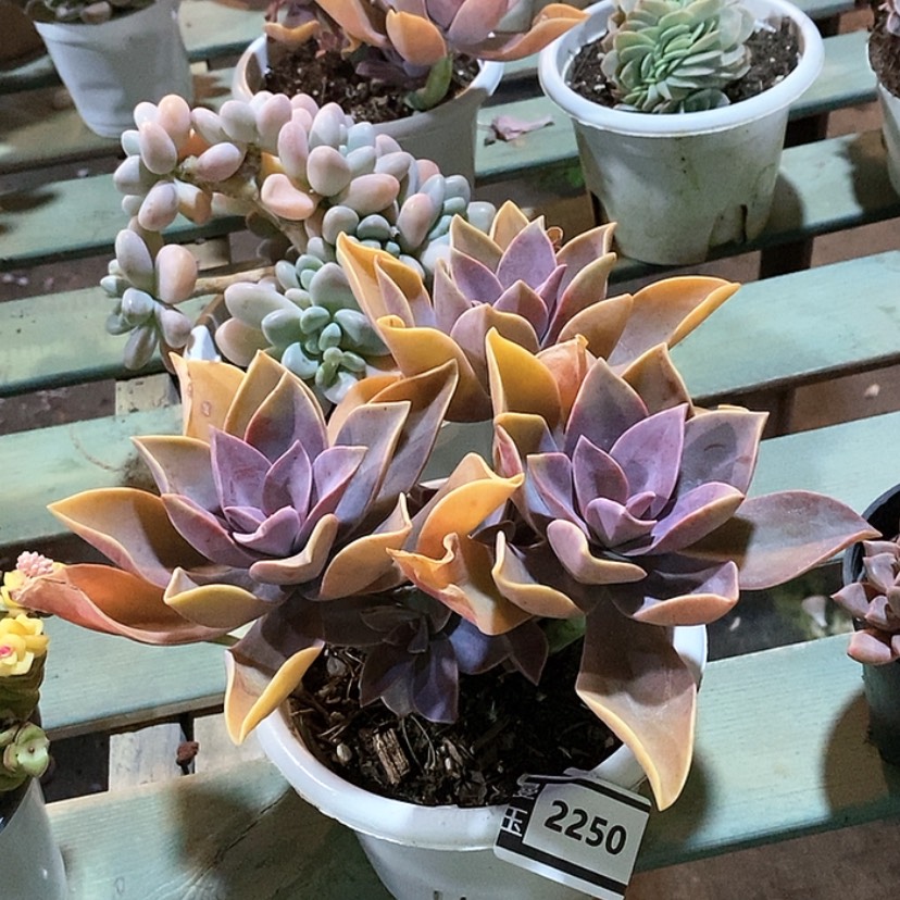 【闪购商品】太妃糖2250