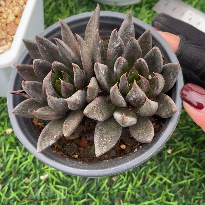 黑骑士冠幅9.5 公分一物一拍