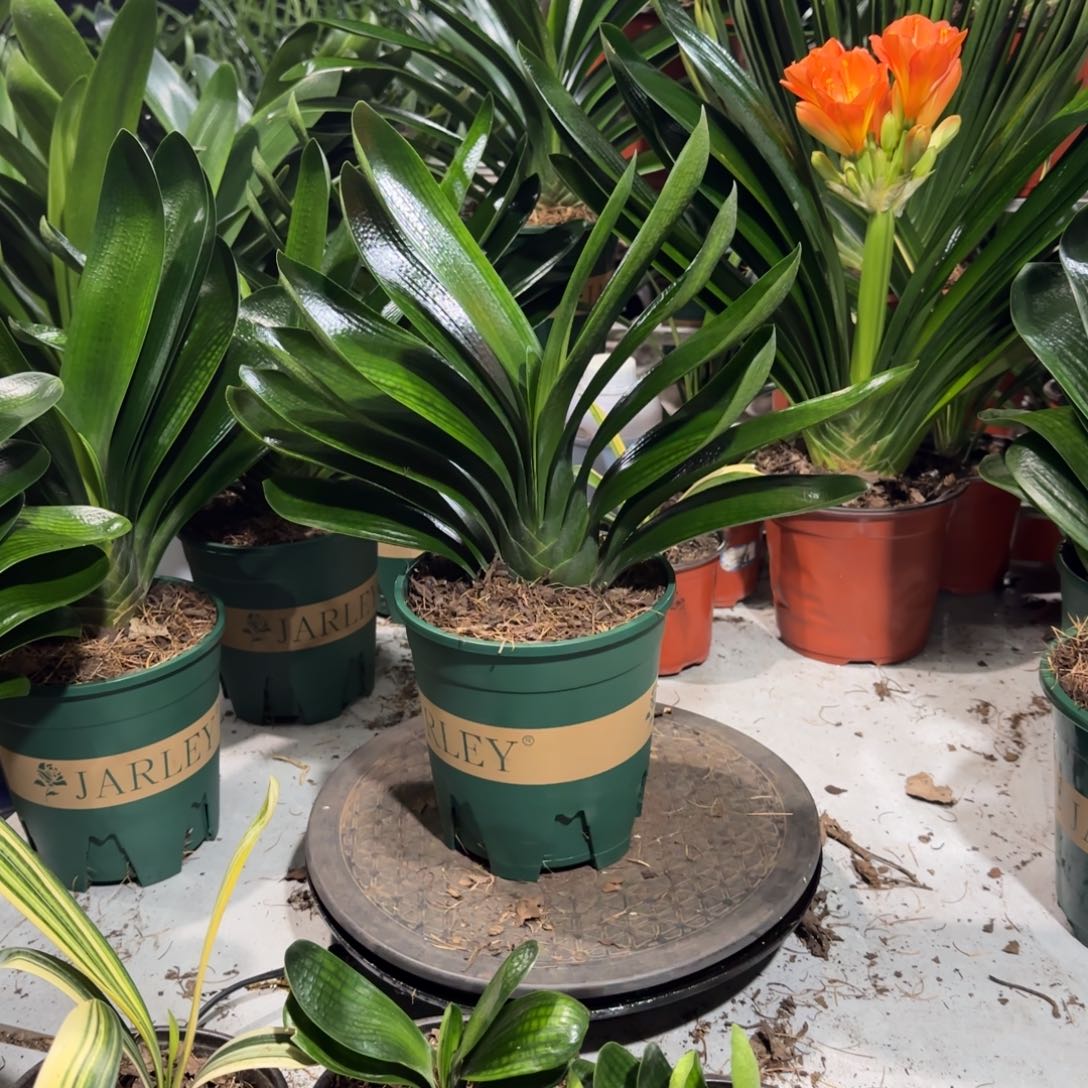 完全开放一物一拍