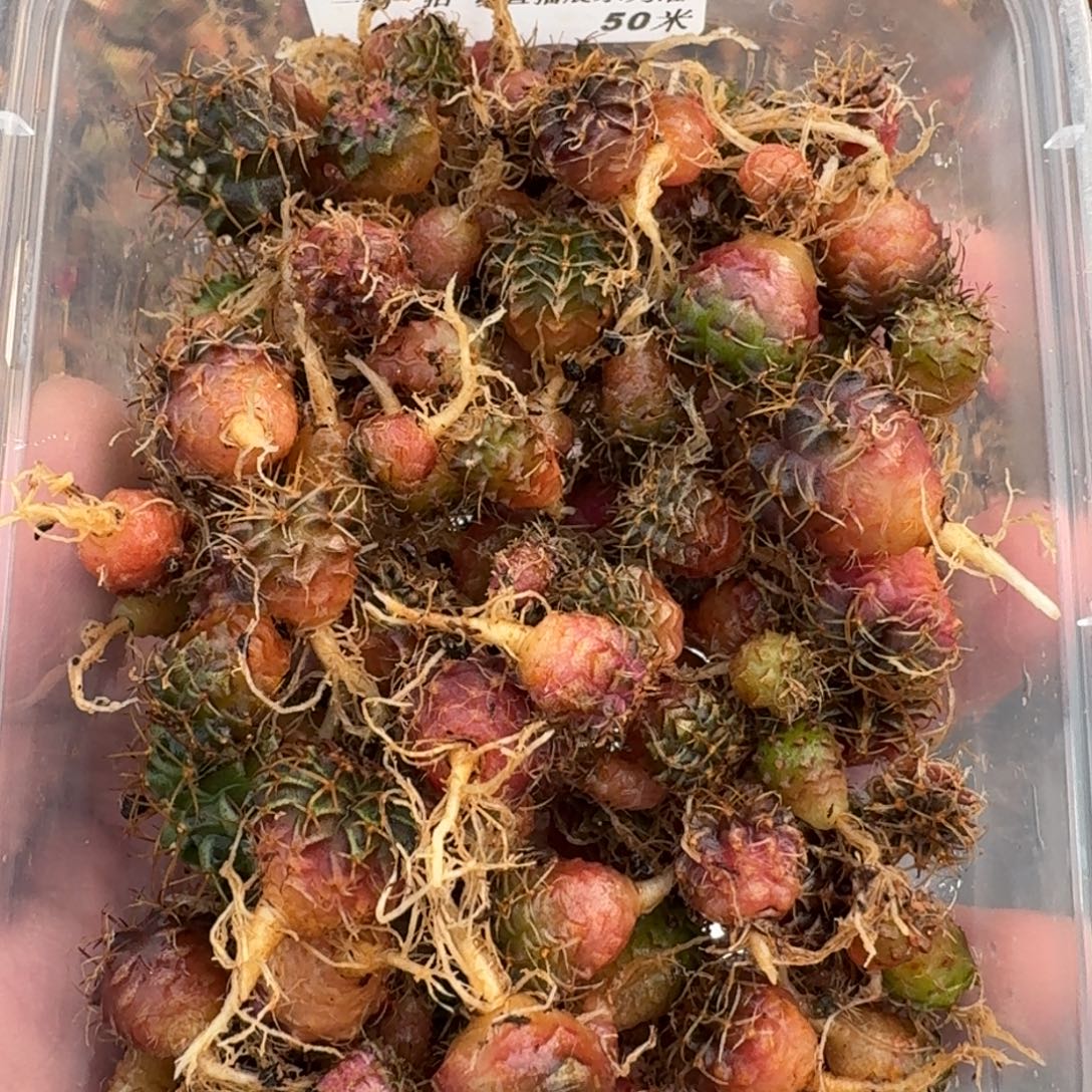 米哈实生自然锦练手球120颗左右115