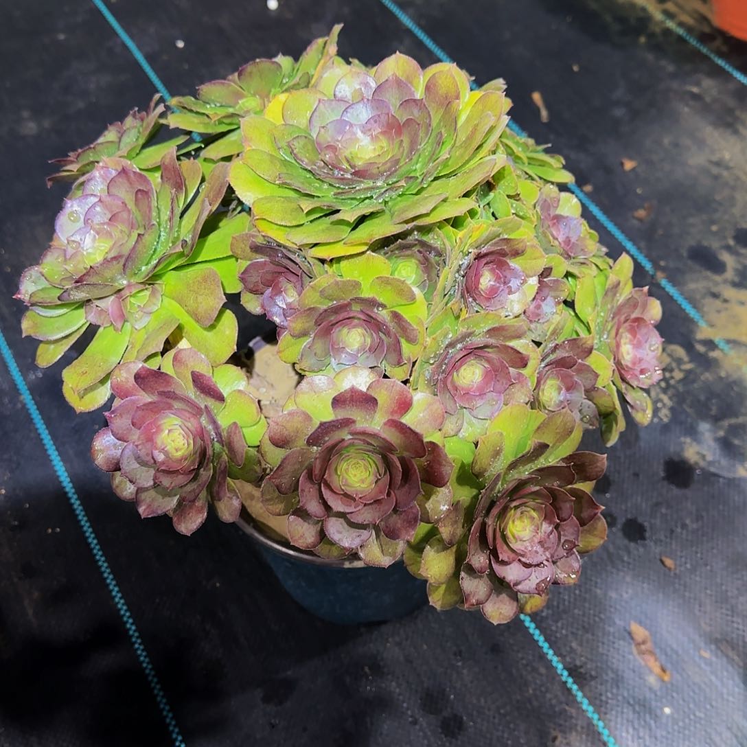 多肉植物红心万圣节老庄