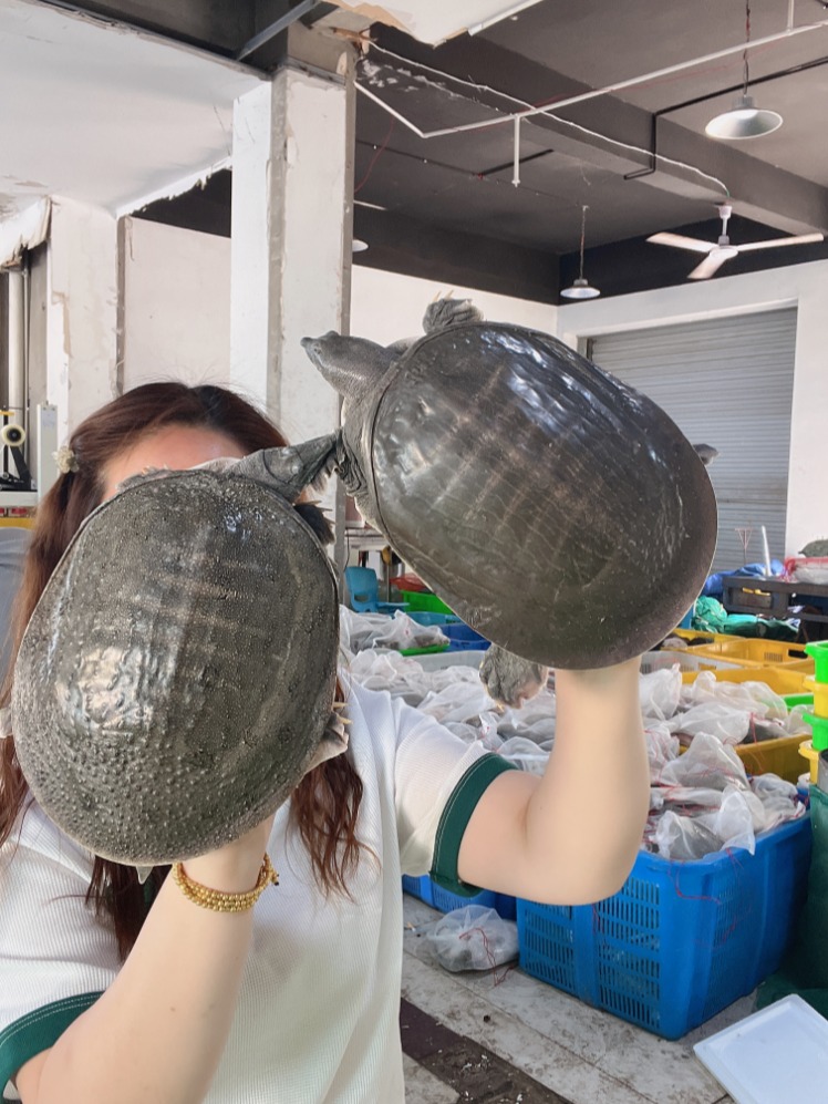 活体甲鱼鲜活食用老鳖公母水鱼活物王八水鱼团鱼养殖生鲜新鲜