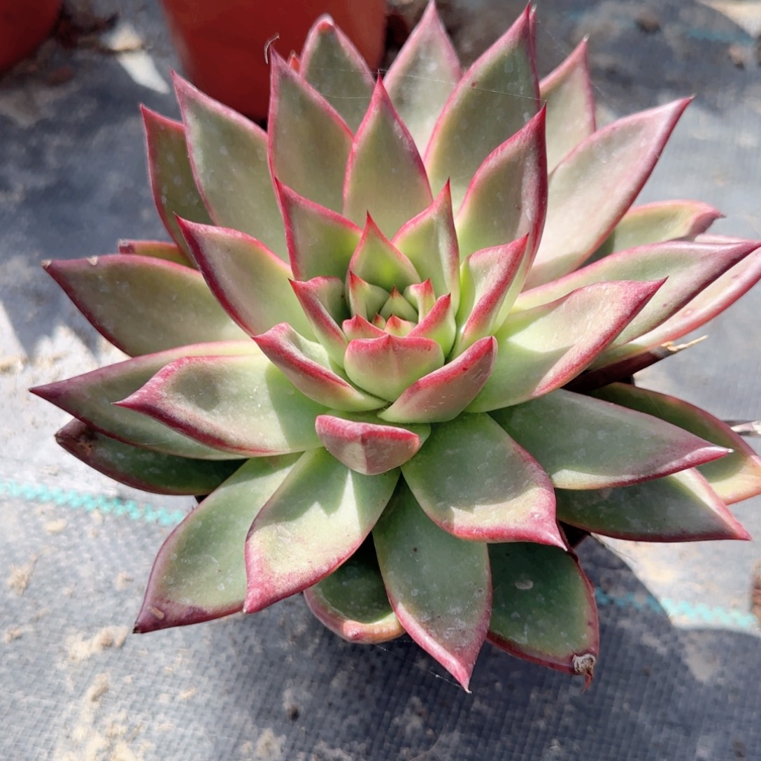 无花朵罗卡大单头