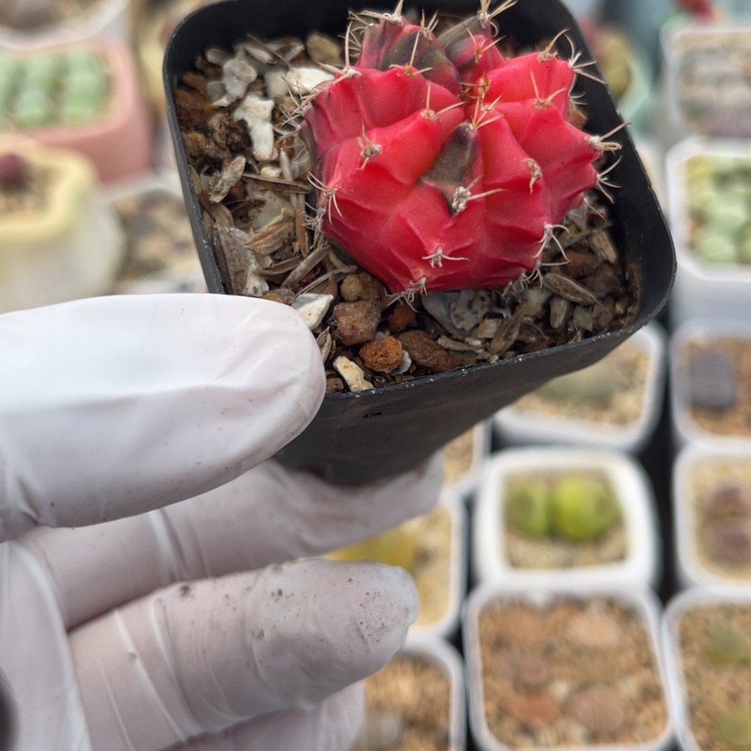 多肉植物一物一拍115