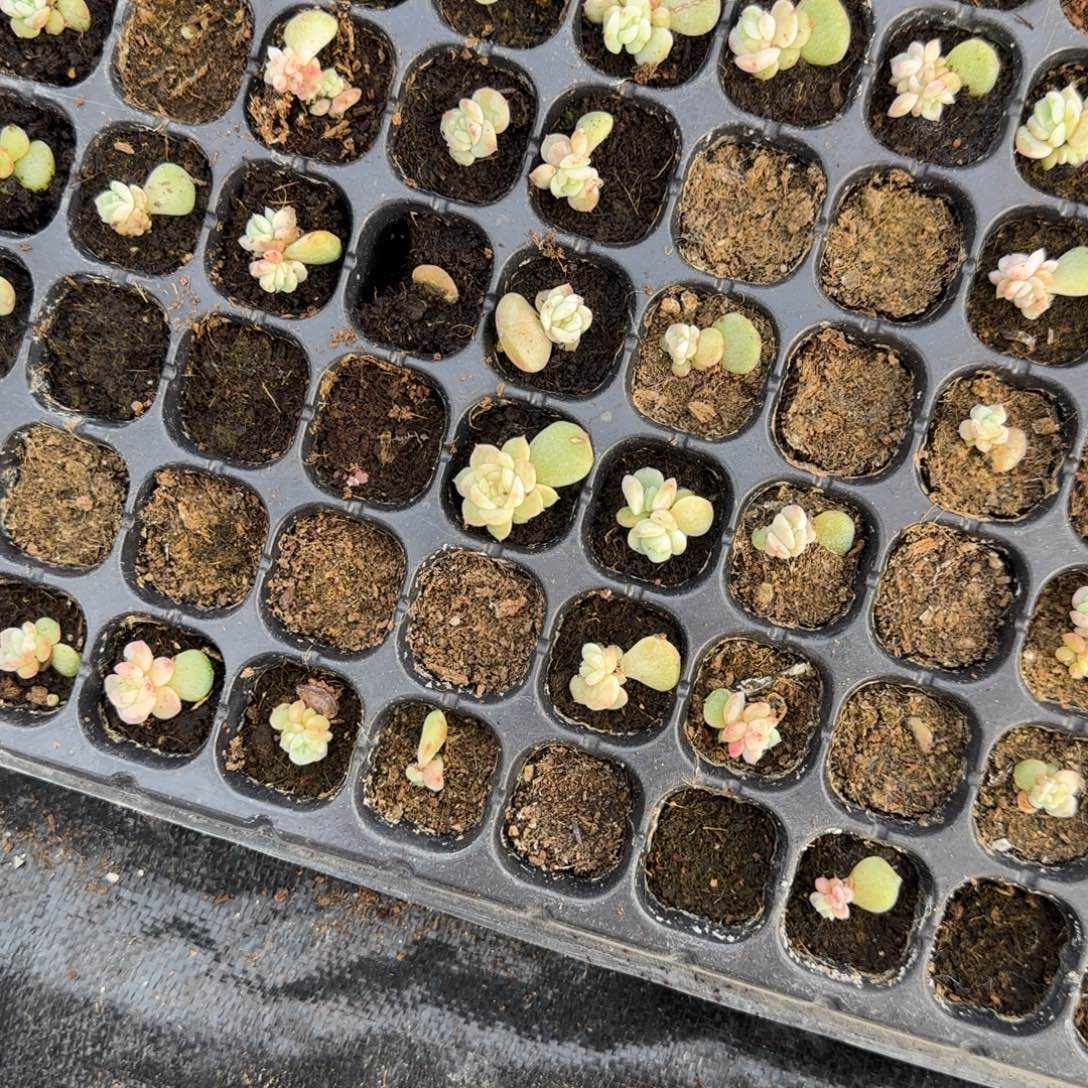 石化甜心 穴1 个满25包邮