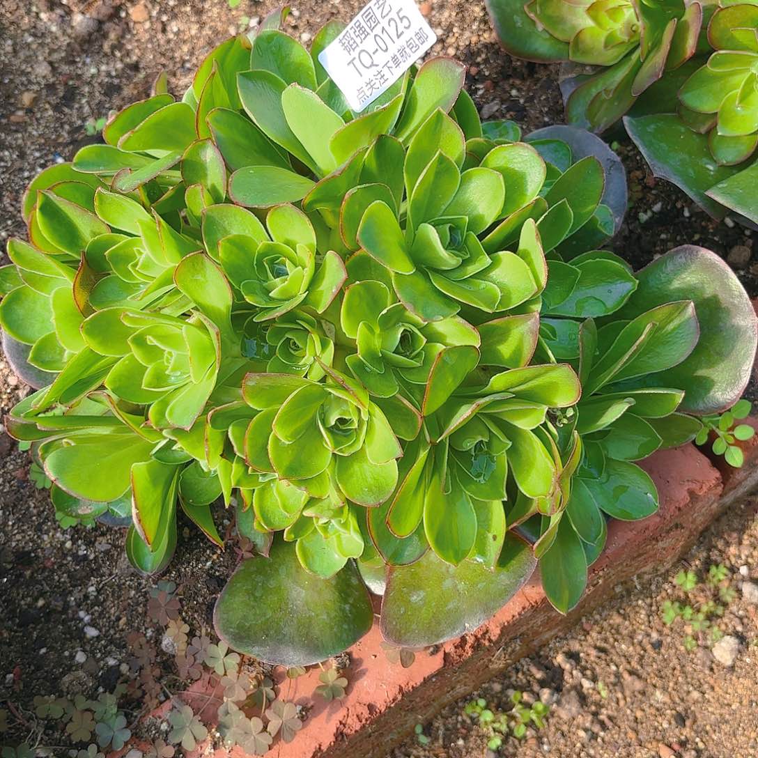 魅金多肉植物一号125