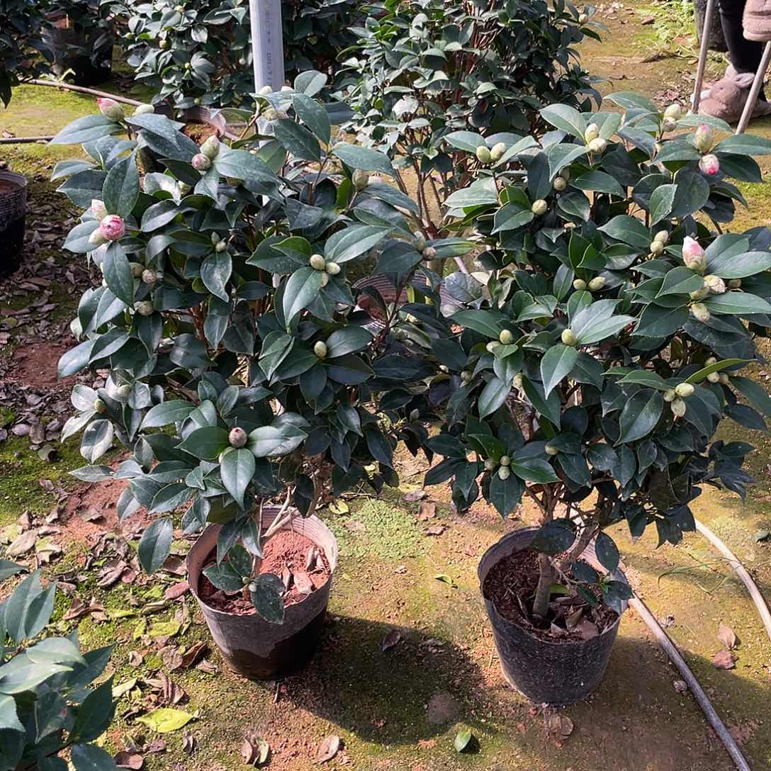 勇***F全部花朵五色赤丹