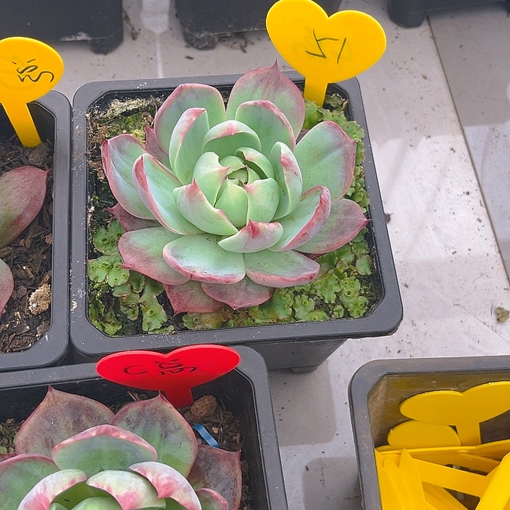 c*k惊鸿仙子多肉植物51