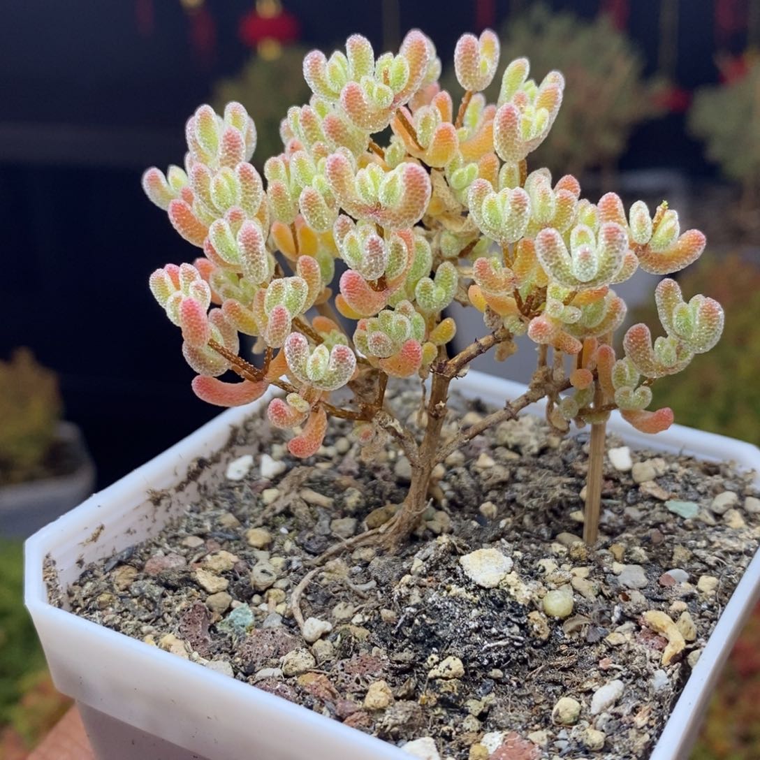 d99号冰晶杂橙枝干多肉