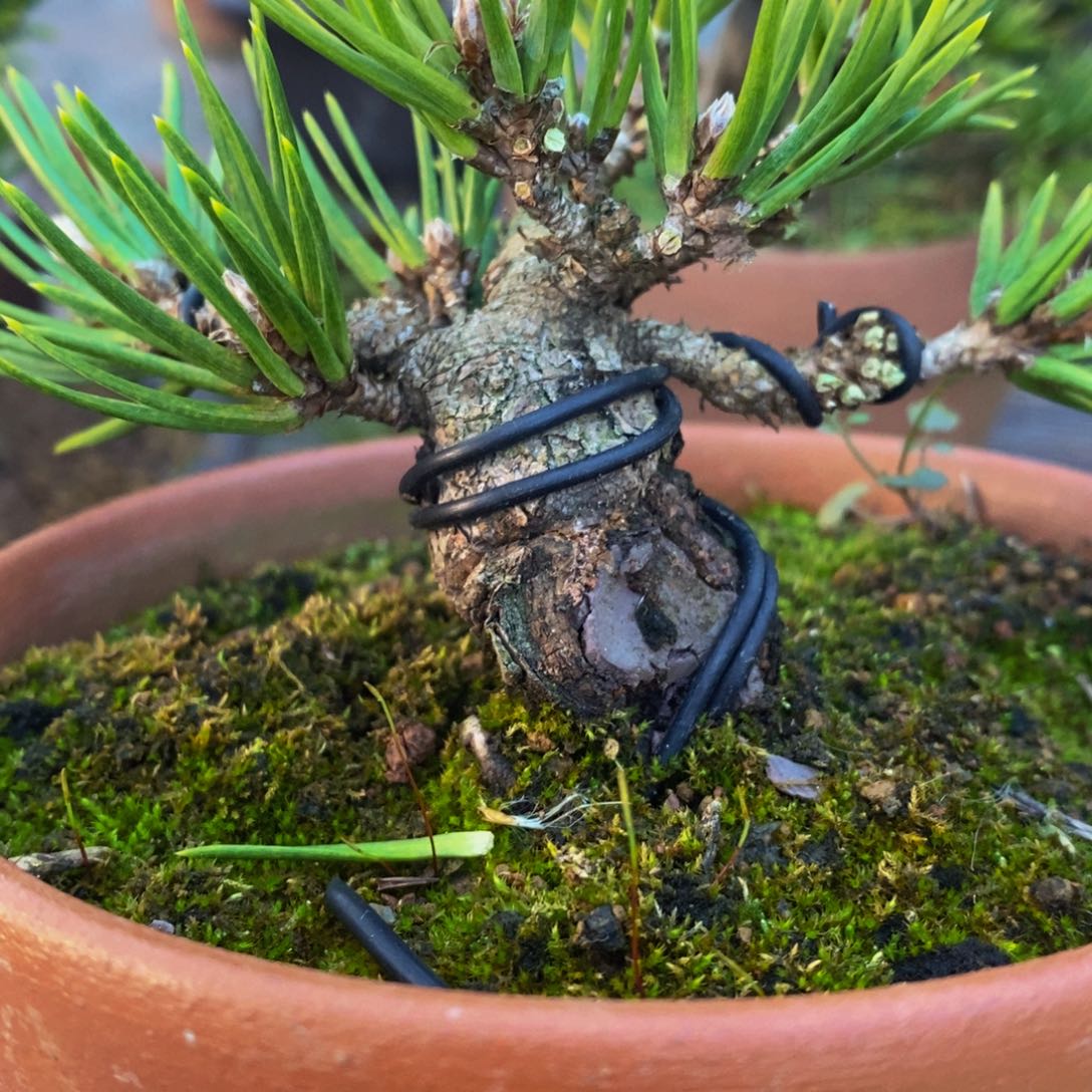 【闪购商品】松树盆景鑫****饰