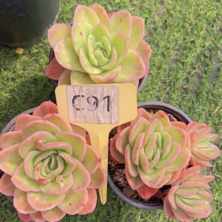 健健康康平平安安