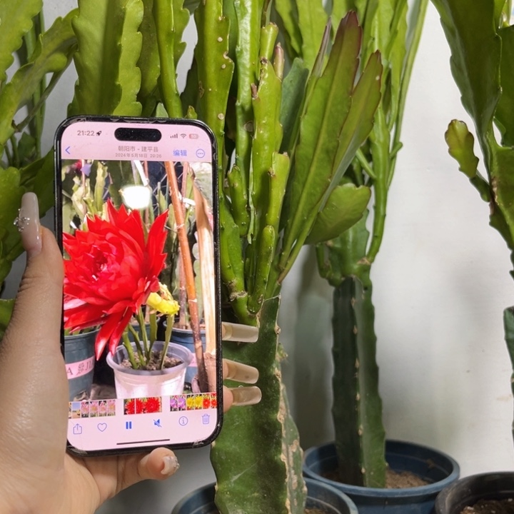 当前无花栽培后可以开花253
