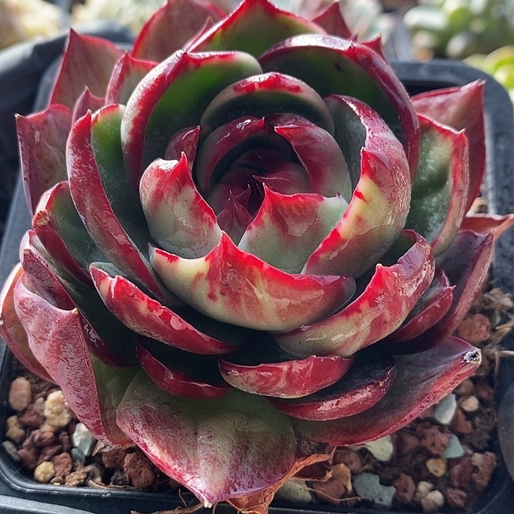 惊鸿仙子多肉植物