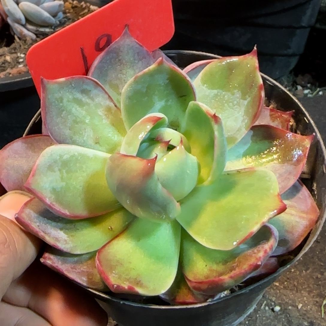 惊鸿一物一拍包装收缩花旱冰191