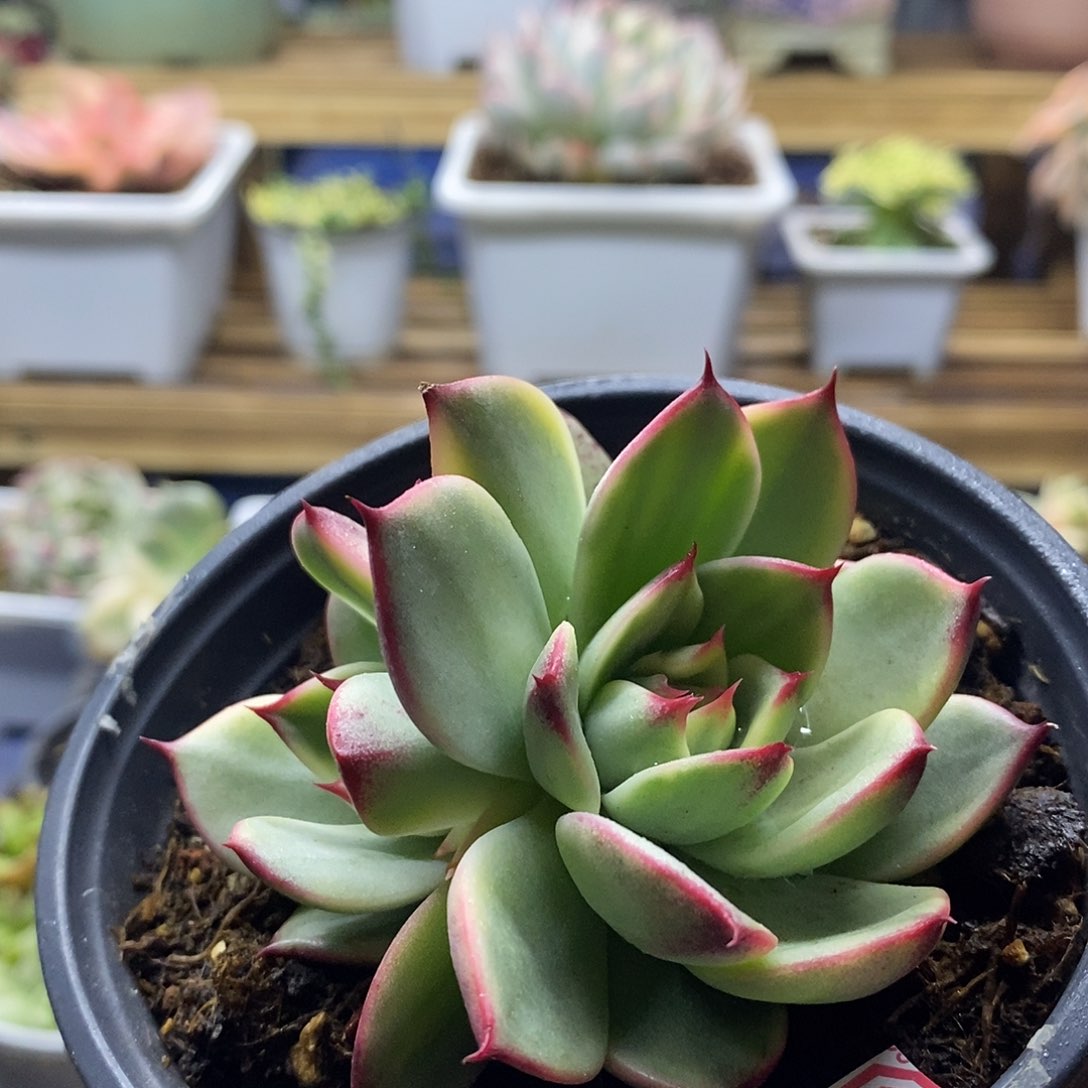 22173 桃花覆轮锦双头