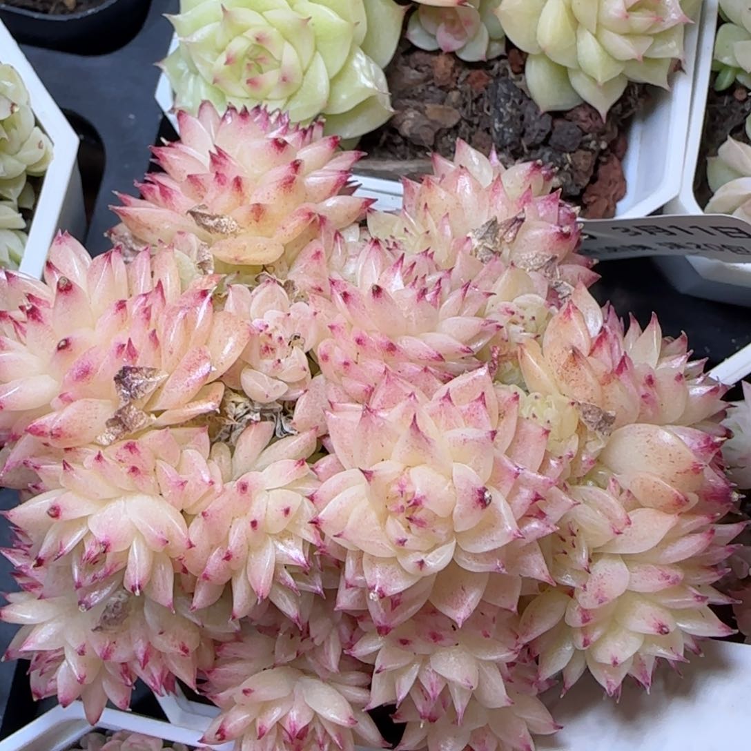 花语逸镜0311-281散