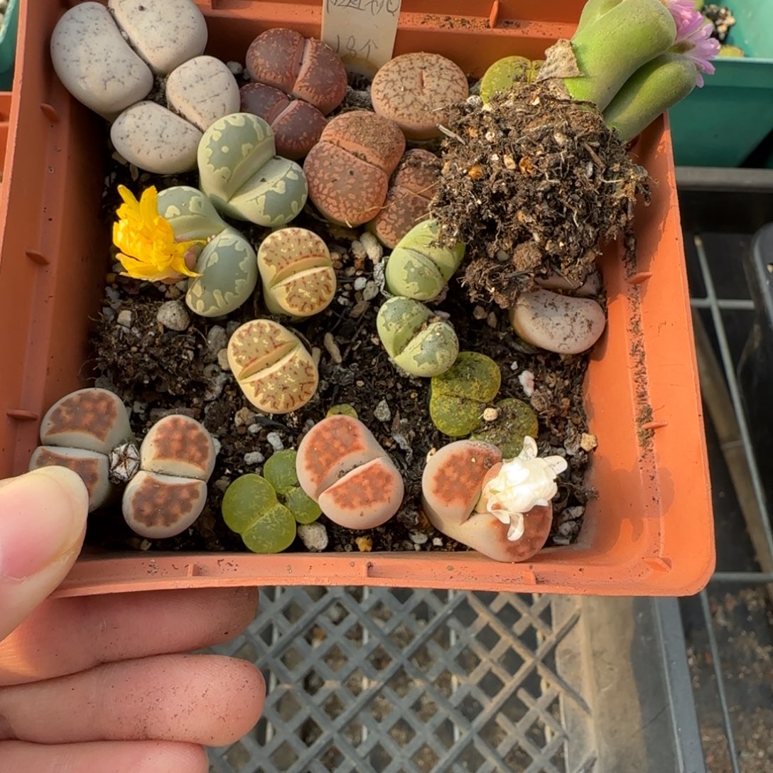 举****11.16。萌肉新手套福利。8052